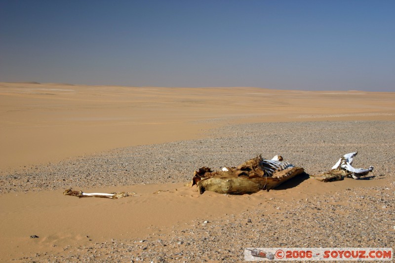 L'impitoyable désert
Mots-clés: desert camel dromadaire