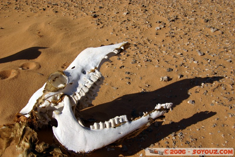Le sourire du dromadaire
Mots-clés: desert camel dromadaire