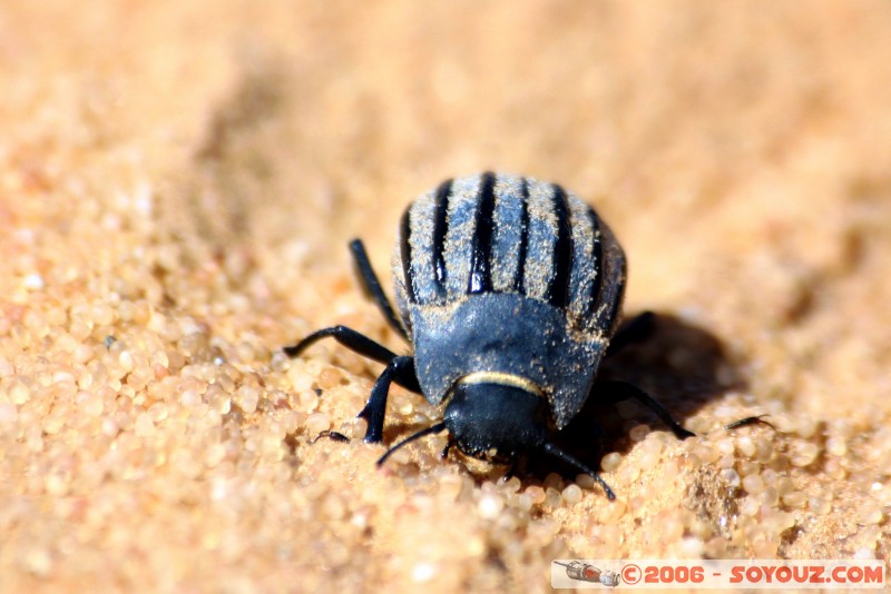 La vie dans le désert
Mots-clés: insect desert insecte