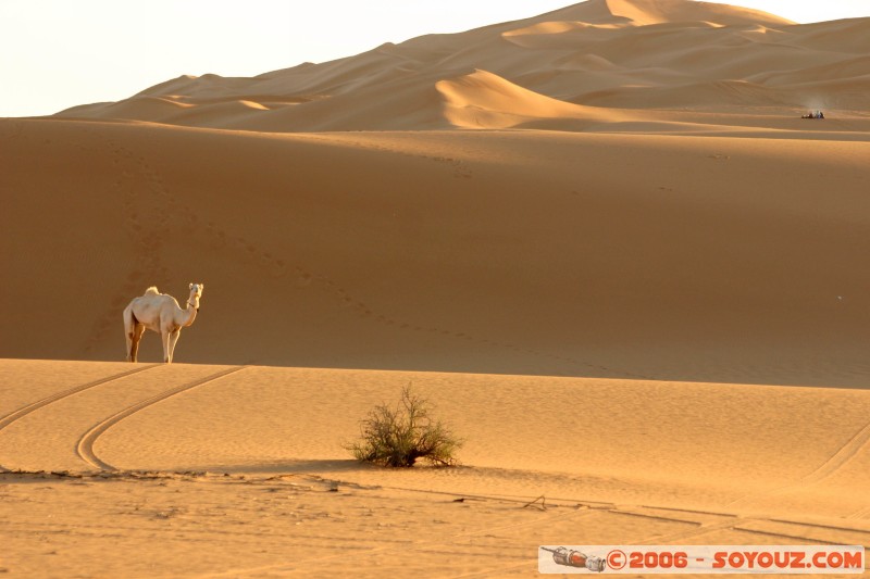 Dromadaire
Mots-clés: dromadaire camel desert