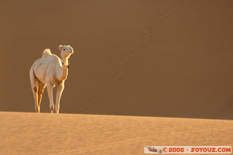 Dromadaire
Mots-clés: dromadaire camel desert