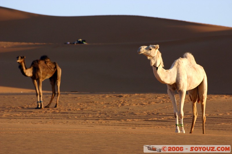 Mots-clés: dromadaire camel desert