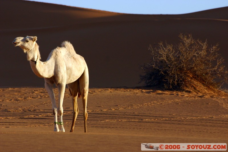 Mots-clés: dromadaire camel desert