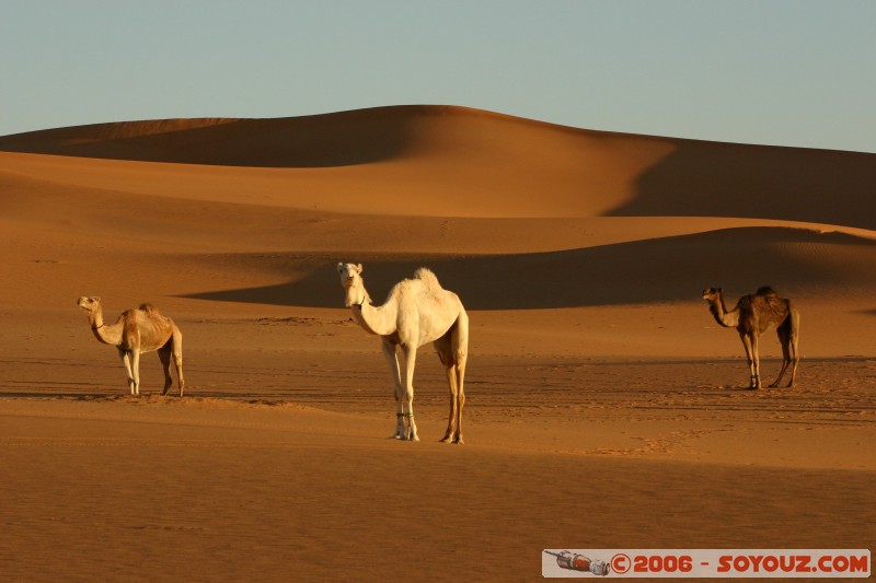 Mots-clés: dromadaire camel desert