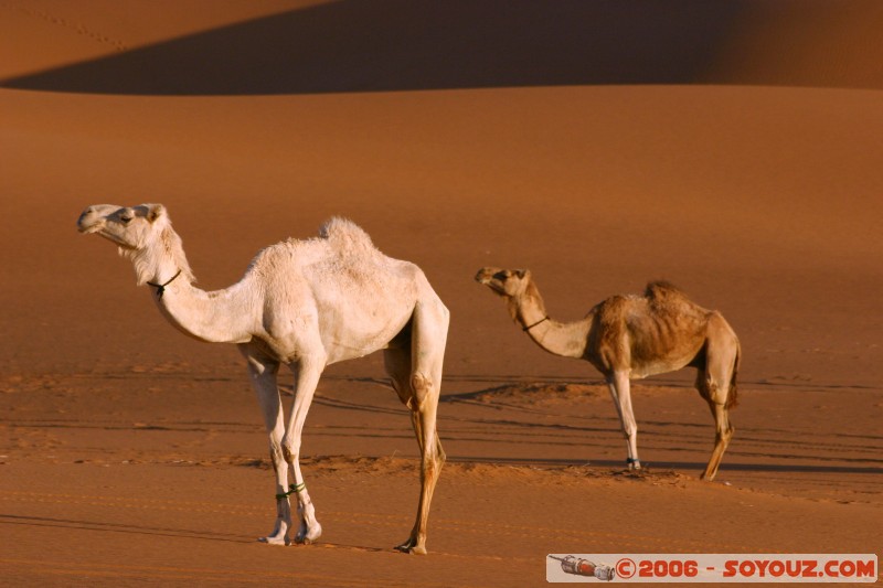 Mots-clés: dromadaire camel desert