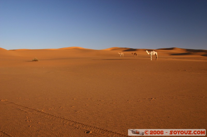 Mots-clés: desert dune sand sable