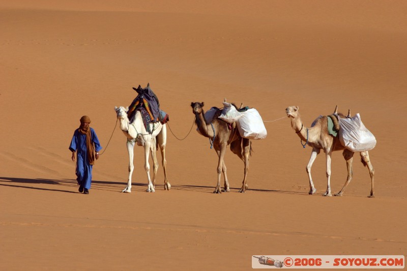 Mots-clés: dromadaire camel desert