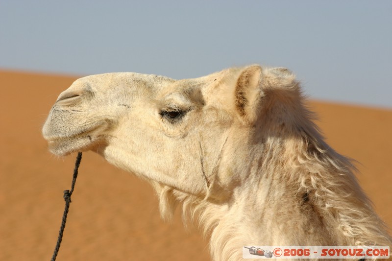 Mots-clés: dromadaire camel desert