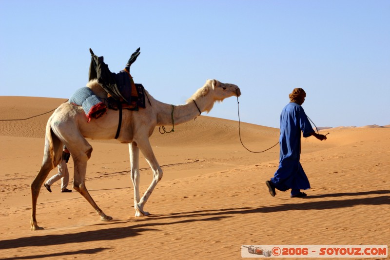 Mots-clés: dromadaire camel desert