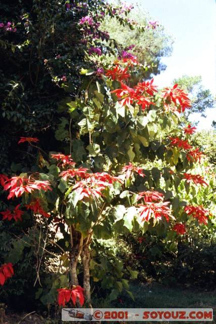 Arbre Madagascar
