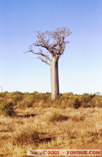 Baobab
