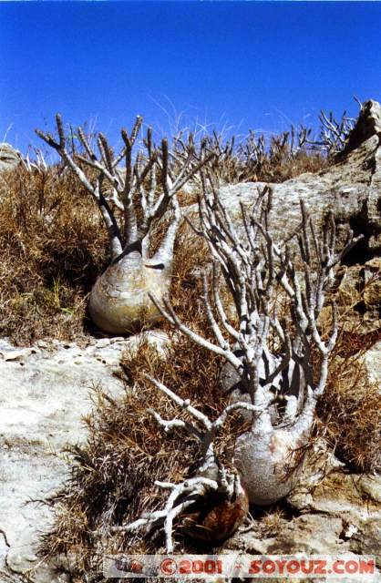 Pachypodium
