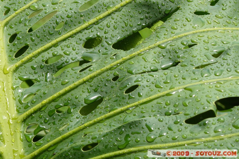 Goma - Feuille
Mots-clés: plante