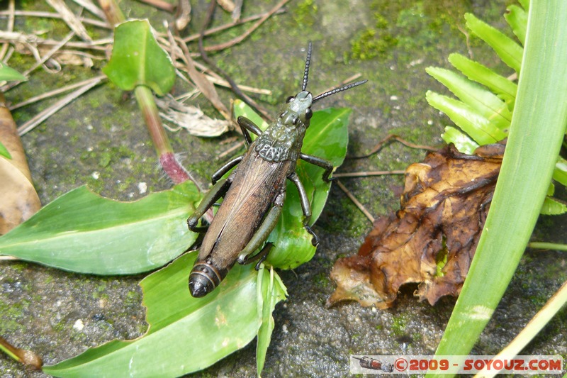 Goma - Sauterelle
Mots-clés: animals Insecte Sauterelle