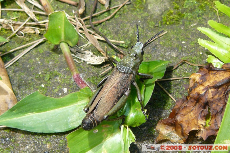 Goma - Sauterelle
Mots-clés: animals Insecte Sauterelle