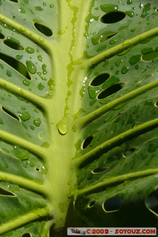 Goma - Feuille
Mots-clés: plante