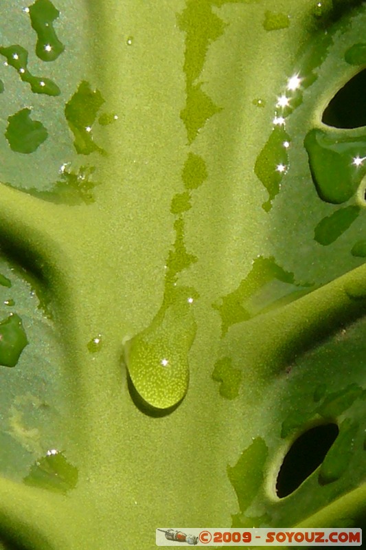 Goma - Feuille
Mots-clés: plante