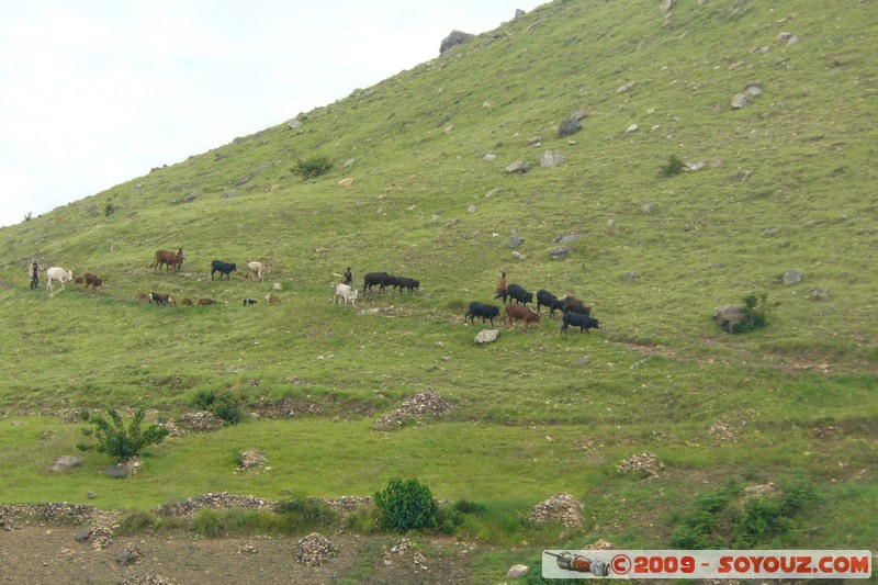 Lac Kivu - Troupeau de vaches
Mots-clés: Lac animals vaches