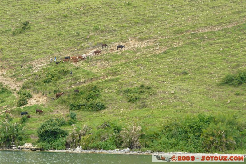 Lac Kivu - Troupeau de vaches
Mots-clés: Lac animals vaches