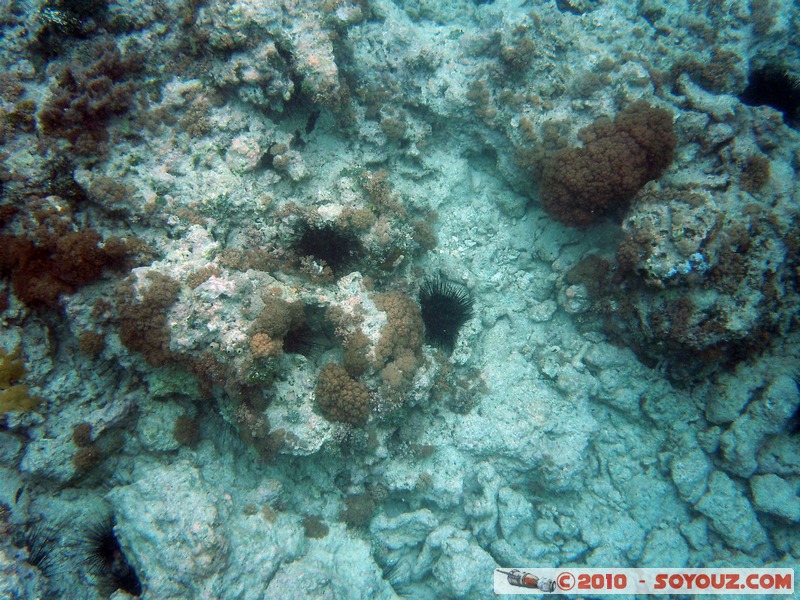 Zanzibar - Mnemba - Snorkelling
Mots-clés: mer sous-marin