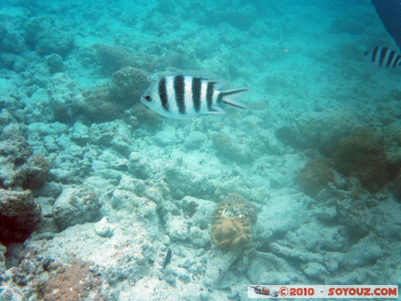 Zanzibar - Mnemba - Snorkelling
Mots-clés: mer sous-marin animals Poisson