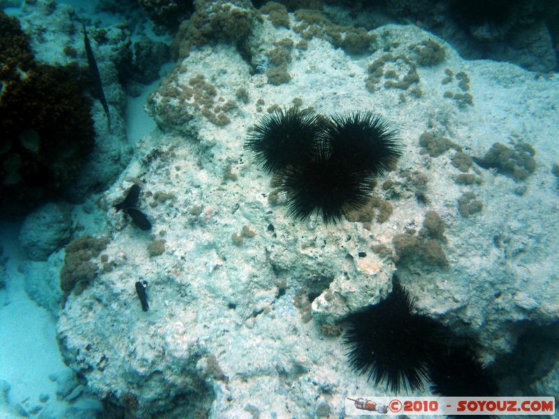 Zanzibar - Mnemba - Snorkelling
Mots-clés: mer sous-marin