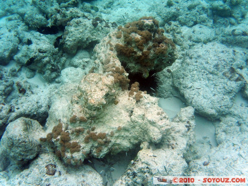 Zanzibar - Mnemba - Snorkelling
Mots-clés: mer sous-marin