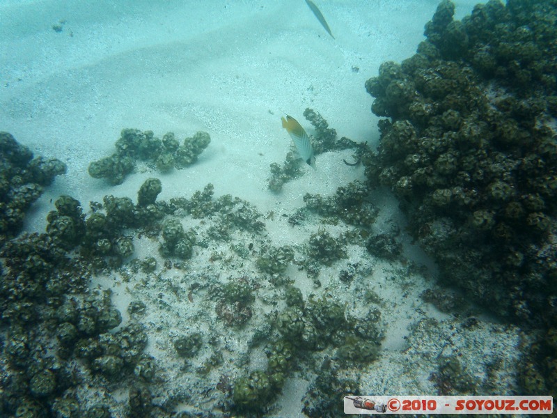 Zanzibar - Mnemba - Snorkelling
Mots-clés: mer sous-marin Poisson animals