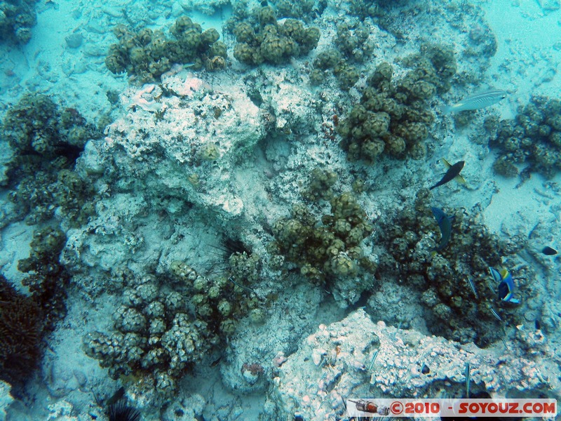 Zanzibar - Mnemba - Snorkelling
Mots-clés: mer sous-marin