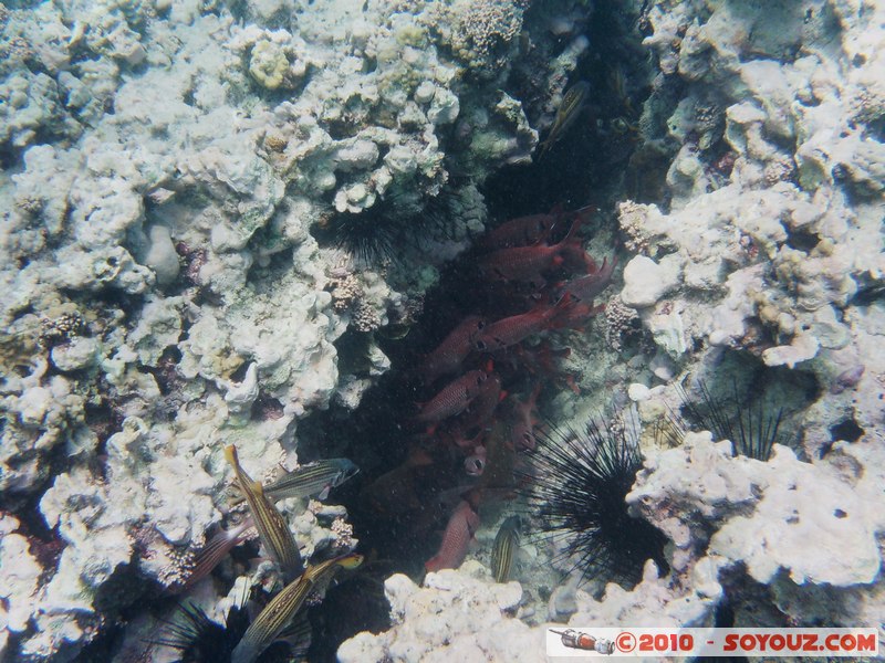 Zanzibar - Mnemba - Snorkelling
Mots-clés: mer sous-marin Poisson animals