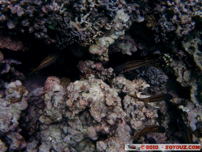 Zanzibar - Mnemba - Snorkelling
Mots-clés: mer sous-marin Poisson animals