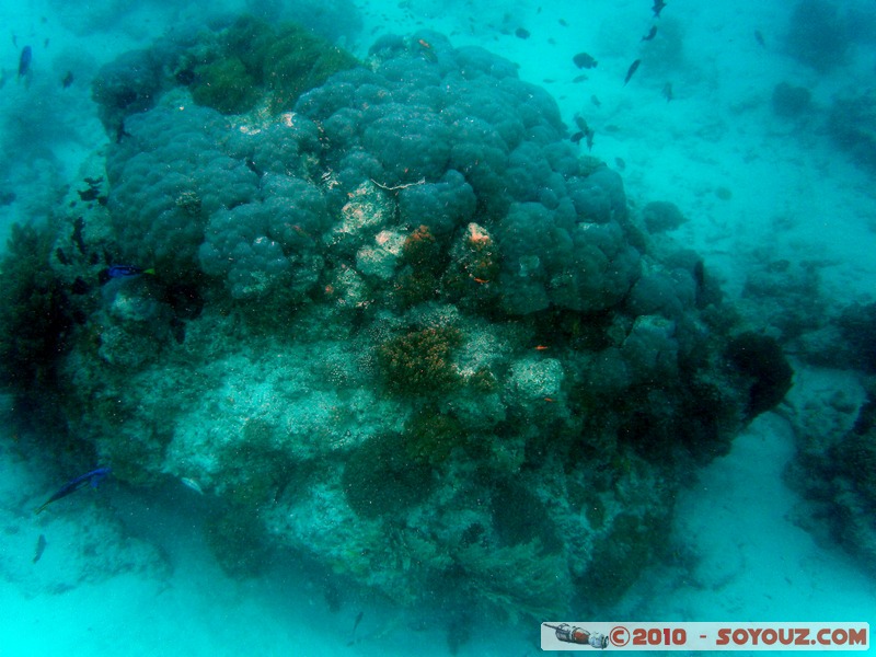 Zanzibar - Mnemba - Snorkelling
Mots-clés: mer sous-marin Poisson animals