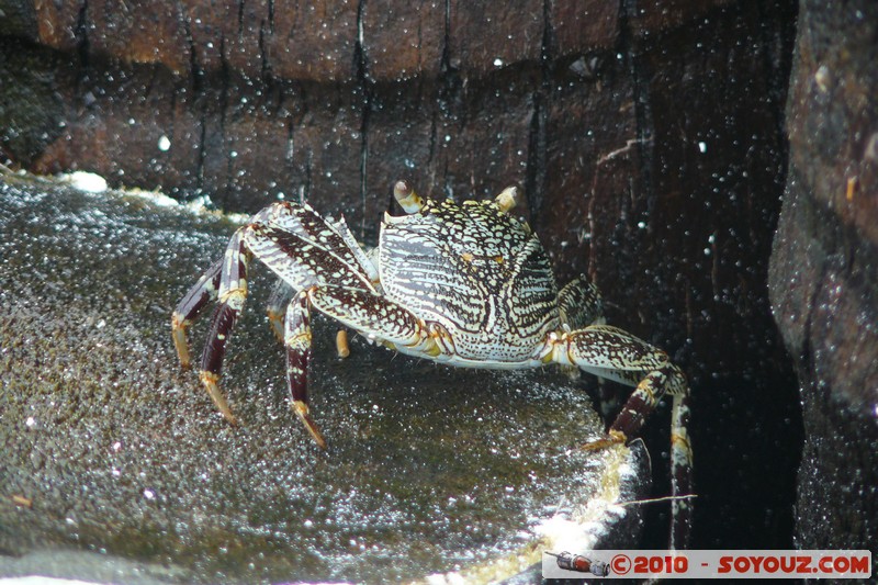 Zanzibar - Kendwa - Crabs
Mots-clés: crabe animals