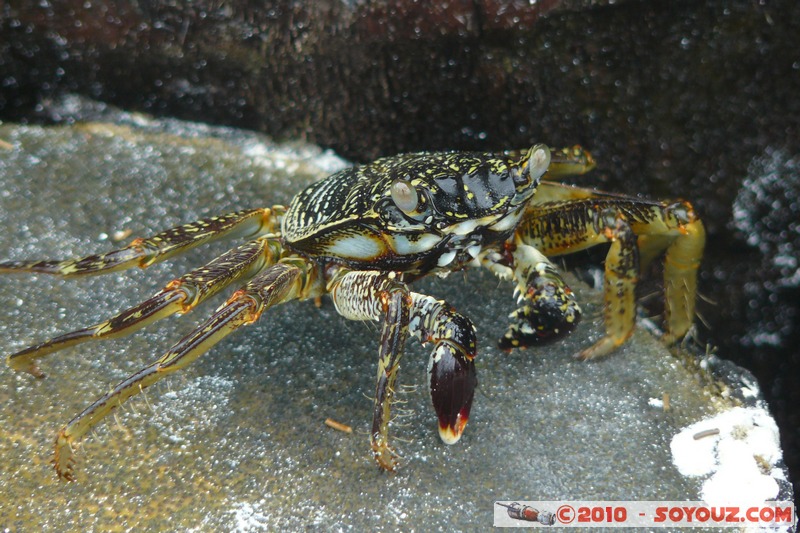 Zanzibar - Kendwa - Crabs
Mots-clés: crabe animals