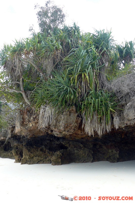 Zanzibar - Kendwa
Mots-clés: plante