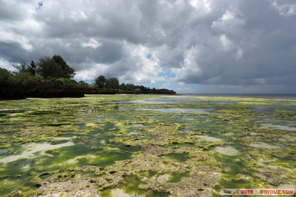 Zanzibar - Dimbani beach
Mots-clés: Dimbani Tanzanie TZA Zanzibar Central/South Zanzibar Mer plage