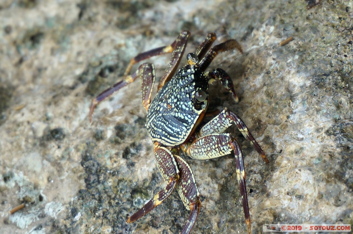 Zanzibar - Dimbani beach - Crab
Mots-clés: Dimbani Tanzanie TZA Zanzibar Central/South Zanzibar crabe animals