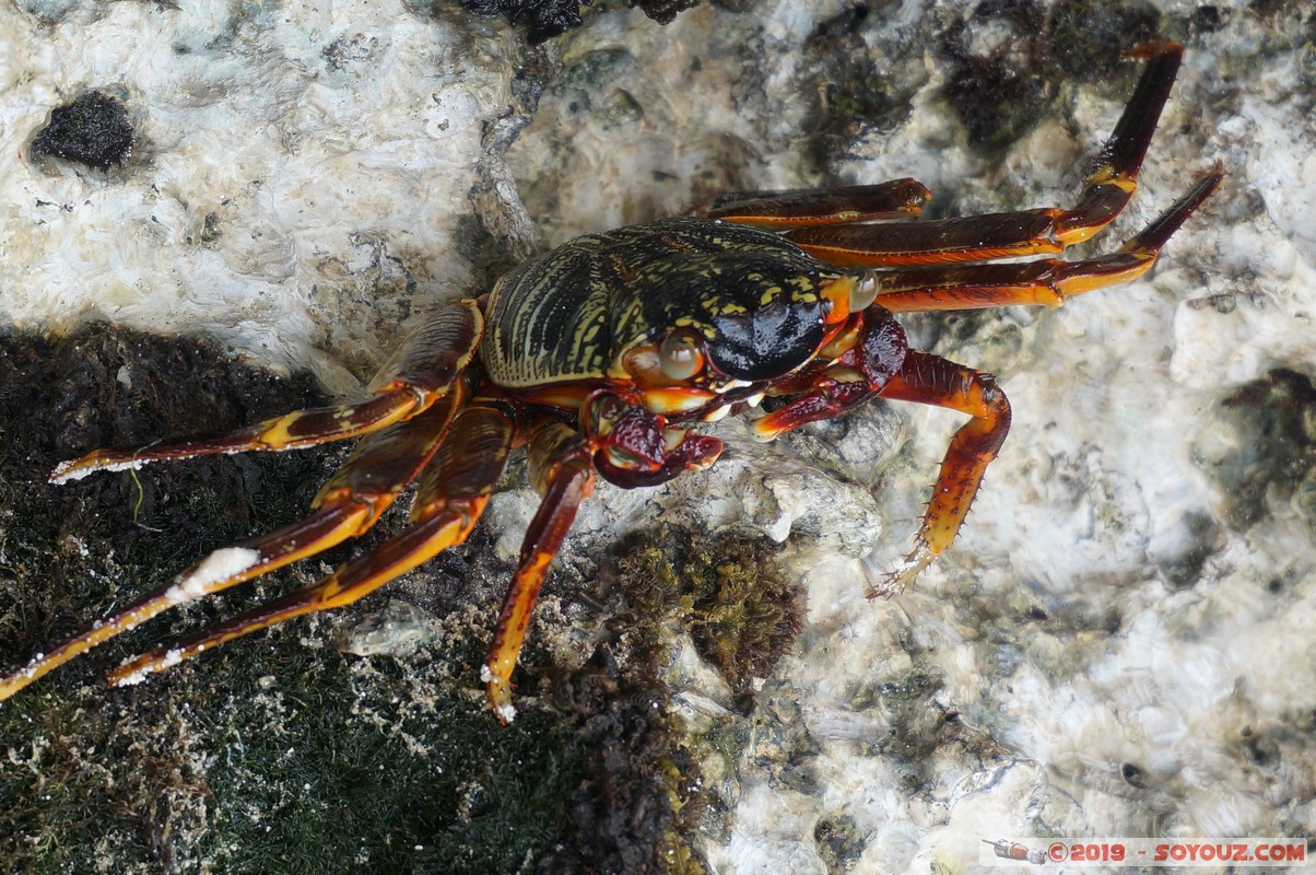 Zanzibar - Kizimkazi beach - Crab
Mots-clés: Kizimkazi Tanzanie TZA Zanzibar Central/South Zanzibar plage crabe animals