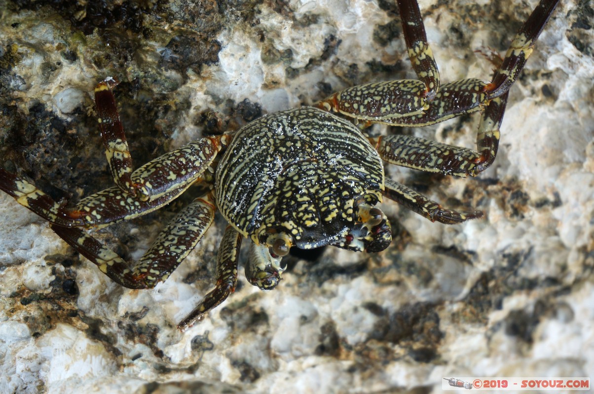 Zanzibar - Kizimkazi beach - Crab
Mots-clés: Kizimkazi Tanzanie TZA Zanzibar Central/South Zanzibar plage crabe animals