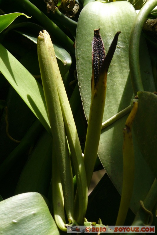 Zanzibar - Spice Tour - Vanilla
Mots-clés: plante fruit