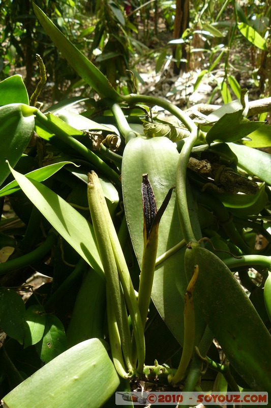 Zanzibar - Spice Tour - Vanilla
Mots-clés: plante fruit