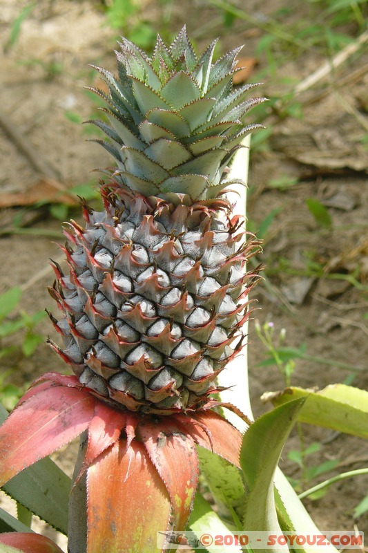 Zanzibar - Spice Tour - Pineapple
Mots-clés: plante fruit