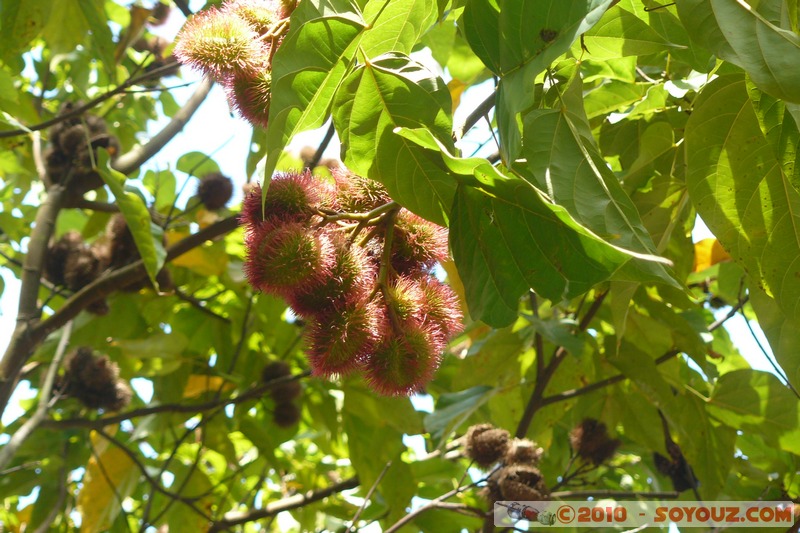 Zanzibar - Spice Tour - Ramboutan
Mots-clés: plante fruit