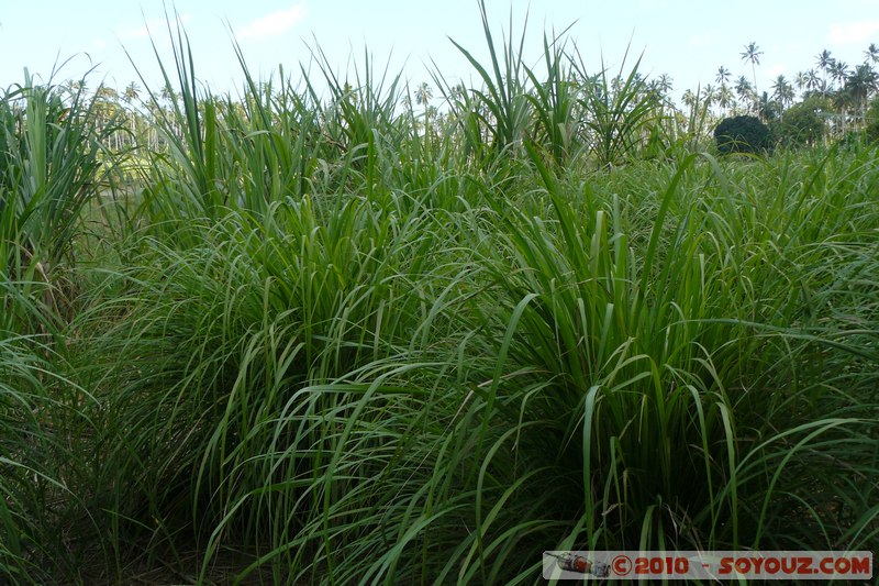 Zanzibar - Spice Tour - Lemongrass
Mots-clés: plante