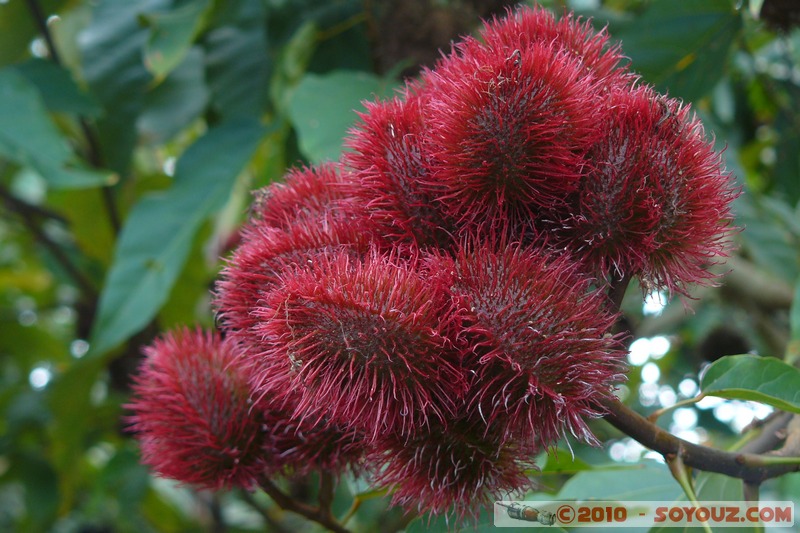 Zanzibar - Spice Tour - Ramboutan
Mots-clés: plante fruit