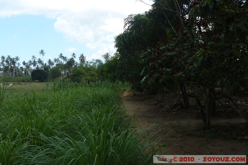 Zanzibar - Spice Tour - Lemongrass
Mots-clés: plante