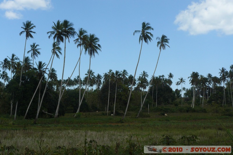 Zanzibar - Spice Tour
Mots-clés: plante