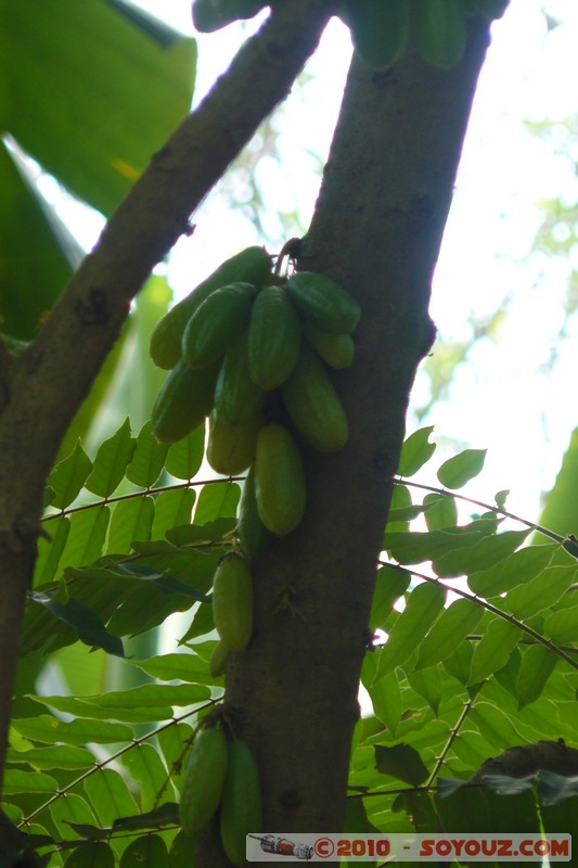 Zanzibar - Spice Tour
Mots-clés: plante fruit