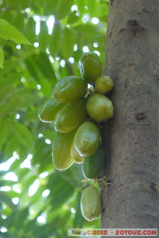 Zanzibar - Spice Tour
Mots-clés: plante fruit