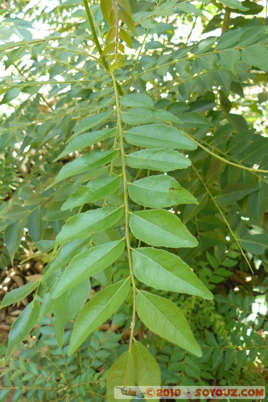 Zanzibar - Spice Tour - Leaves for curry
Mots-clés: plante